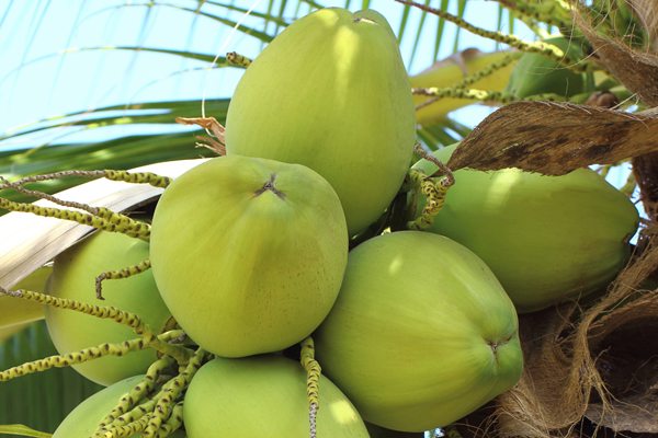 5 Tips For Choosing The Best Coconut Water